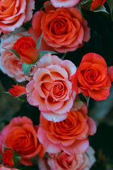 Blurred flowers background. Cropped shot of roses. Beautiful botanical beauty background.