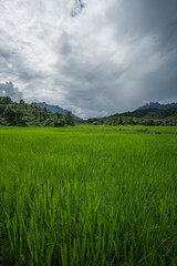 Obraz premium Beautiful day around the fields and the dirt roads of Vang Vieng area in Laos. This place feels out of this world , full of green mountains and rice fields , blue lagoons and rivers. 