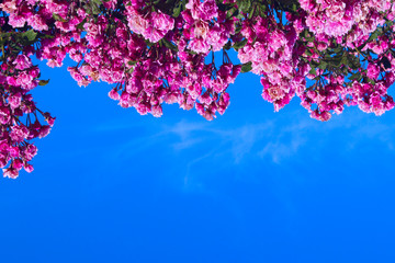 Cropped Shot Of A Beautiful Pink Roses Over Blue Sky Background. Colorful Nature Background. Beautiful Pink Flowers.