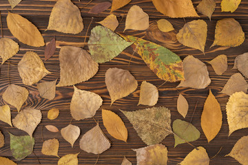 Fall set with variety of fallen leaves