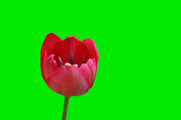 red tulip on a clean green background