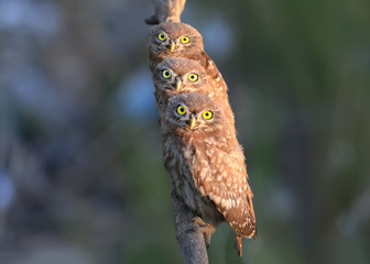 The little owl chicks are photographed in different funny situations after leaving the nest. They study the world around them with curiosity.