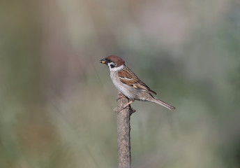The Eurasian tree sparrow (Passer montanus) sits on a dry branch with food in its beak on a blurred unusual background.