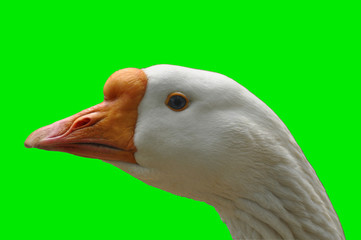 portrait of a white goose on a clean green background