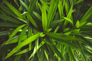 Pandanus plant for cooking and herbal medicine in Thailand