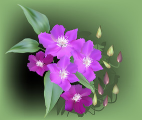 large pink flowers with leaves on green