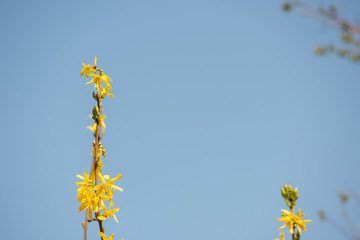 A branch forsythia with yellow flowers