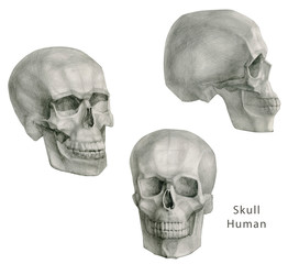 Collection Of Hand Drawn Skulls In Monochrome. Skulls geometric Illustrations. On white background