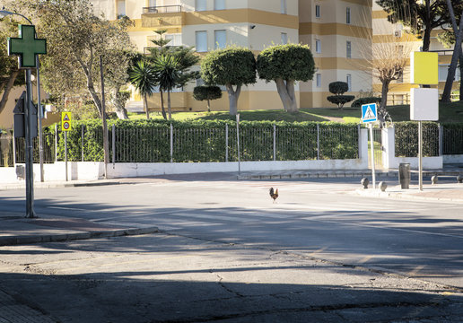 Why Did The Chicken Cross The Road