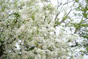 Fototapeta premium branche arbre gros plan flou bokeh