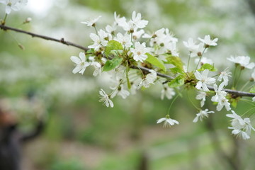 branche arbre gros plan flou bokeh