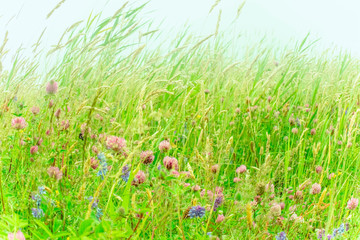 beautiful field flowers, natural background