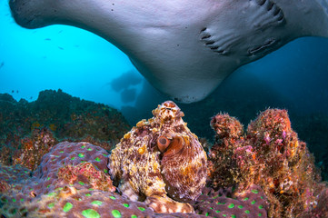 A beautiful octopus close up with a Marble ray swimming close over head