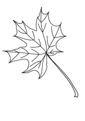 illustration of autumn maple leaf for images