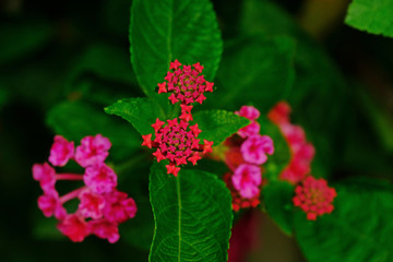 Blooming Lantana flowers (Lantana aculeate Linn.).