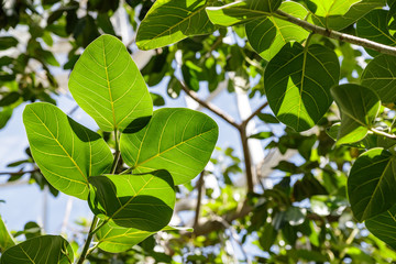 Fototapeta na wymiar Ficus benghalensis is from India and the Himalayas. Big green leaves of ficus