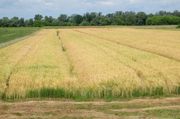 Fototapeta na wymiar Field of wheat