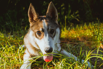 Closeup of the husky dog looking in the camera while laying in the grass. Summer, activity, lifestyle concept
