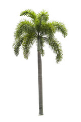 Palm trees on a separate white background
