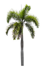 Palm trees on a separate white background