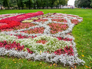 Colorful flowers in park