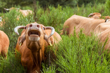 Kühe muhen auf der Weide