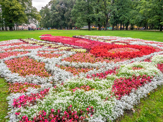 Colorful flowers in park