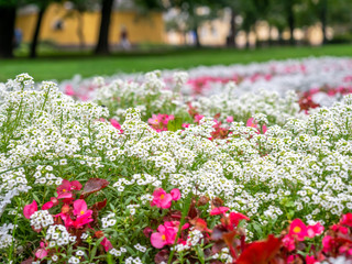 Colorful flowers in park