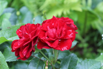 roses after rain