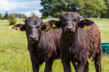 Wasserbüffel Kälber auf der Weide