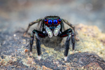 Jotus sp, a jumping spider from Australia with brilliant blue eyes