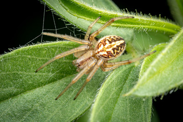 Orb weaver spider, Araneus sp. 'Brisbane', in foliage. Queensland, Australia