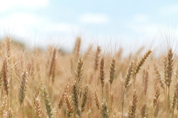 Ripe wheat in the field