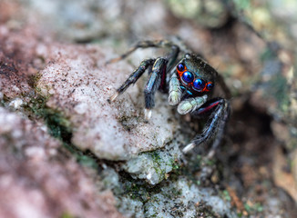 Jotus sp, a jumping spider from Australia with brilliant blue eyes