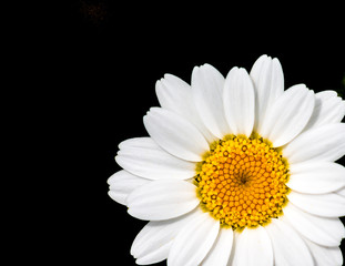 Oxeye Daisy with black background