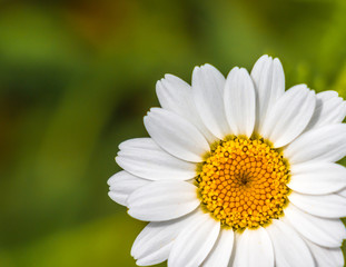 Obraz premium Oxeye Daisy Flower