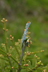 Verbissschutzmittel  für den Terminaltrieb 