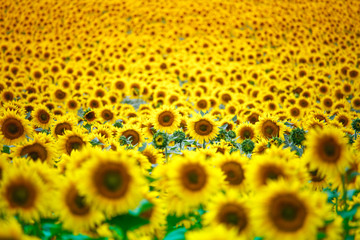 Infinite field with bright yellow blooming sunflowers, soft focus