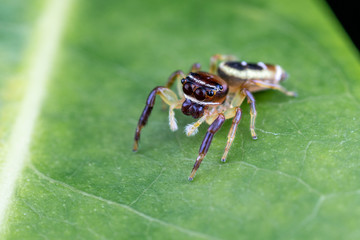 A female Opisthoncus sp. jumping spider - the Northern long-jawed jumper, hunting for prey on a leaf in tropical Queensland