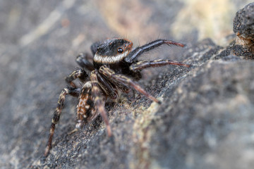Hasarius adansoni, Adanson's house jumper, is a common jumping spider found in warm climates worldwide