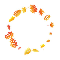 Oak, maple, wild ash rowan leaves vector, autumn foliage on white background.