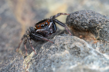Hasarius adansoni, Adanson's house jumper, is a common jumping spider found in warm climates worldwide