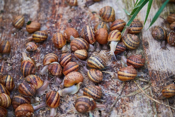 Helix Aspersa Muller, Maxima Snail, Organic Farming, Snail Farming, Edible snails on wooden snails boards. Production of Snails. Snail Farm. Mollusk snails with brown striped shell