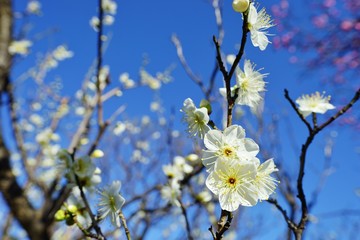 梅の花