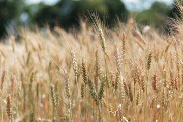 Fototapeta premium Ripe wheat in the field