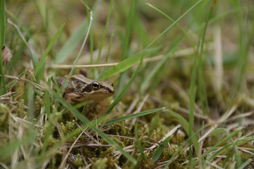 Japanese brown frog - Rana japonica. It is called “Nihon Akagaeru” in Japan.