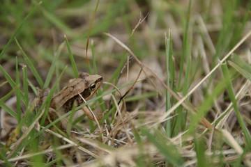 Japanese brown frog - Rana japonica. It is called “Nihon aka gaeru” in Japan.