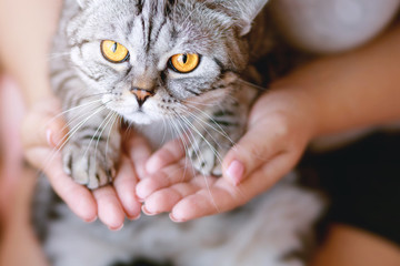 Woman at home holding and hug her lovely fluffy cat. Gray tabby cute kitten with yellow eyes. Pets, friendship, trust, love, and lifestyle concept. Friend of human. Animal lover. Close up.