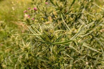 Spiny Wild Flower Wooly Thistle Cirsium Eriophorum