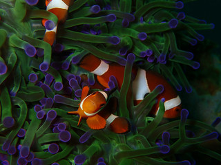 Closeup and macro shot of the Western Clownfish or Anemonefish during a leisure dive in Tunku Abdul...